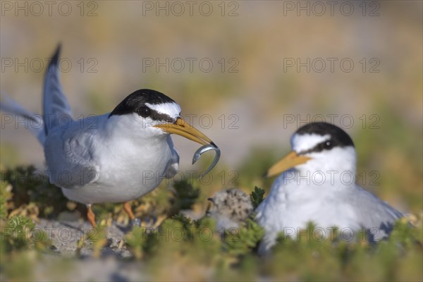 Little tern