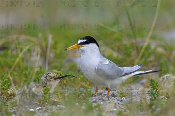 Little tern