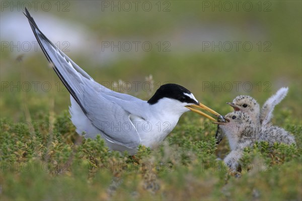 Little tern