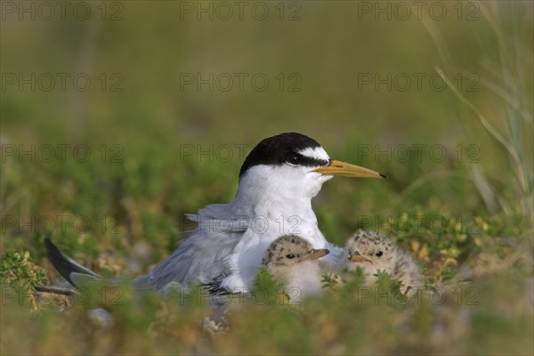 Little tern