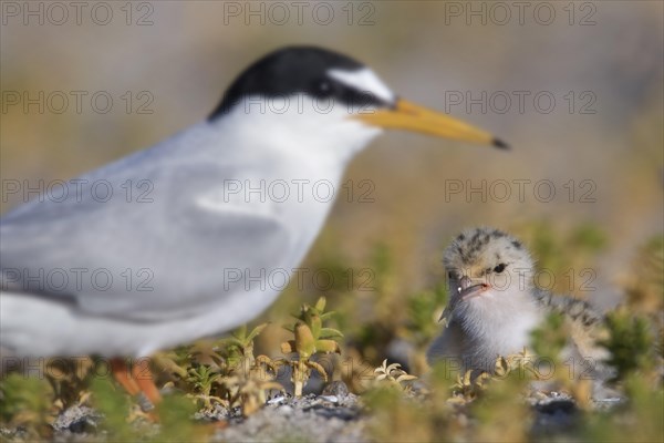 Little tern