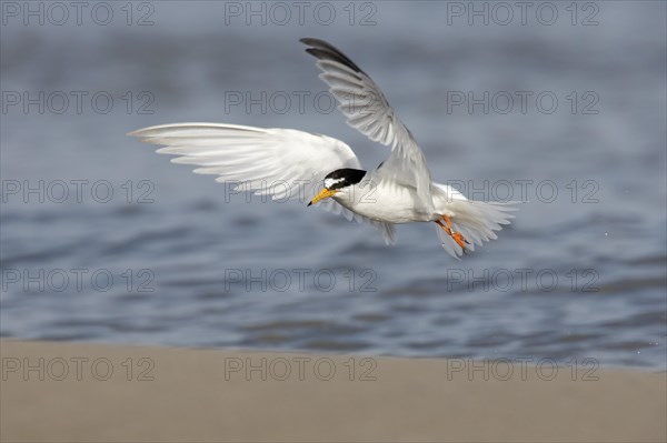 Banded little tern