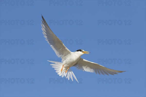 Banded little tern