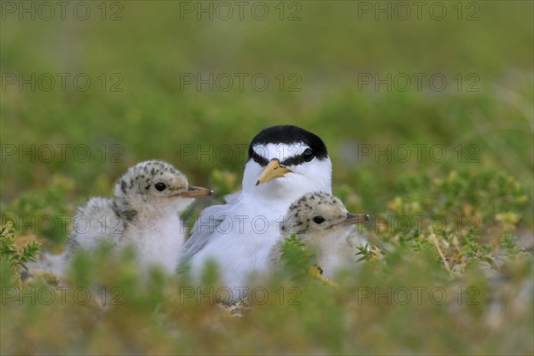 Little tern