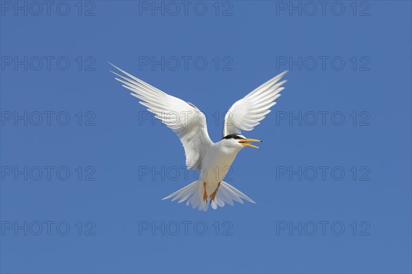 Banded little tern