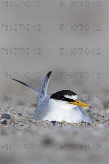 Little tern