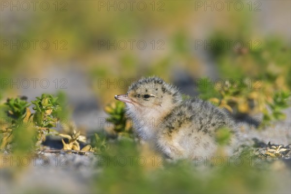 Little tern