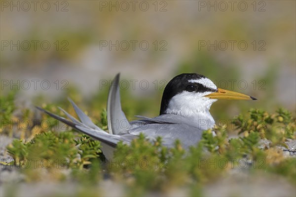 Little tern