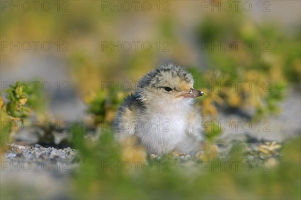 Little tern