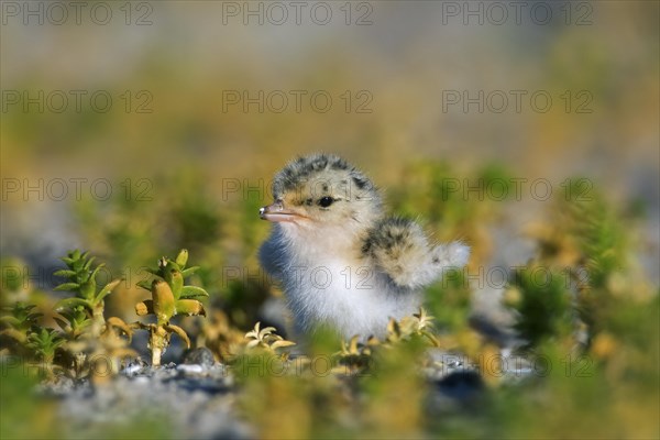 Little tern