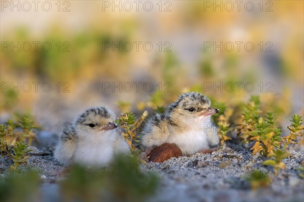 Little tern