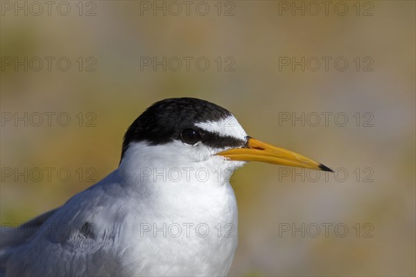 Little tern