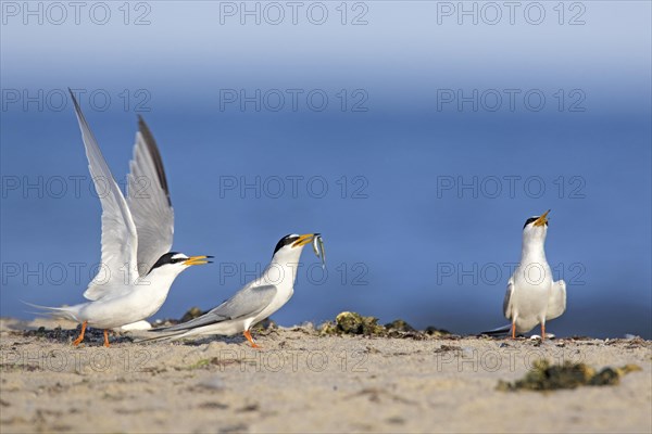 Little tern