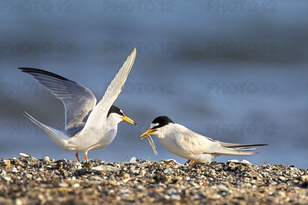 Little tern