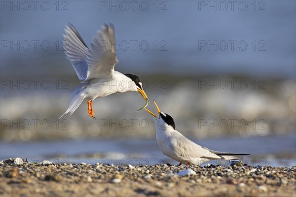 Little tern