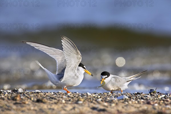 Little tern