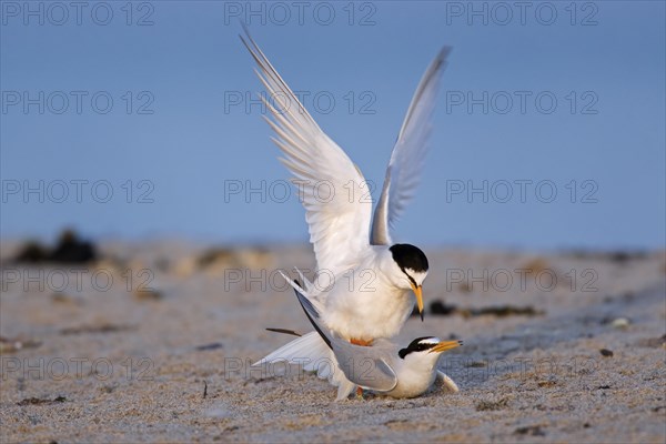 Little terns