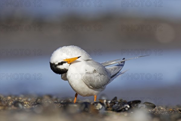 Little tern