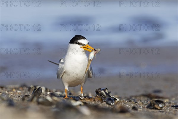 Little tern