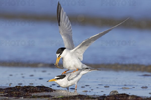 Little terns