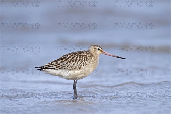 Bar-tailed godwit