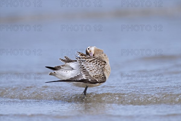 Bar-tailed godwit