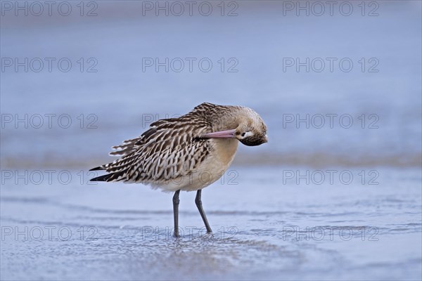 Bar-tailed godwit