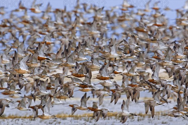 Bar-tailed godwits