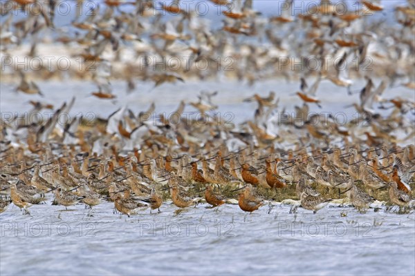 Bar-tailed godwits