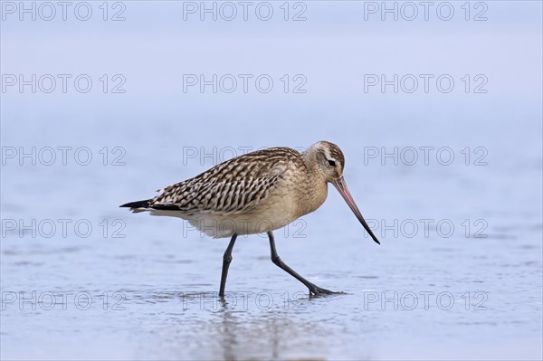 Bar-tailed godwit