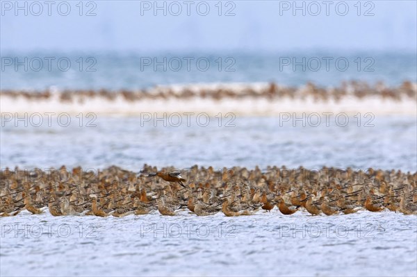 Bar-tailed godwits