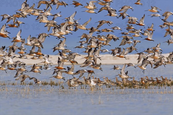 Bar-tailed godwits