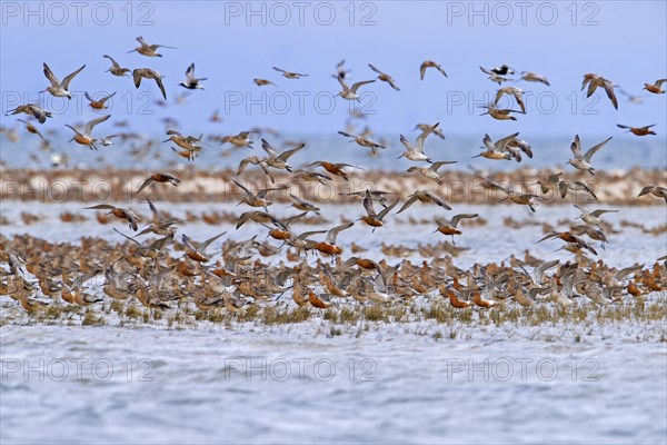 Bar-tailed godwits