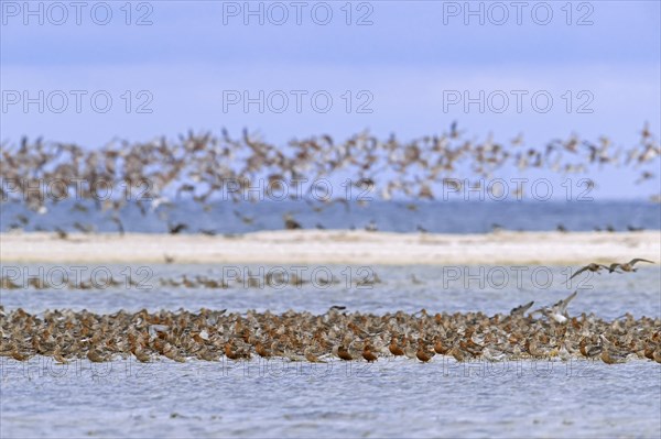 Bar-tailed godwits