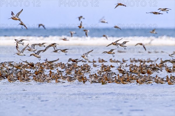 Bar-tailed godwits