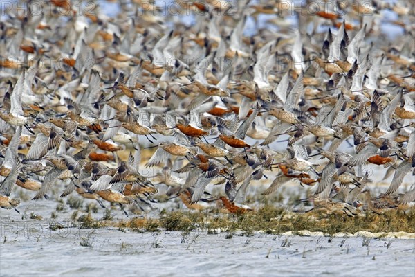 Bar-tailed godwits