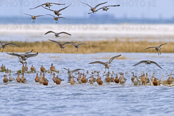 Bar-tailed godwits