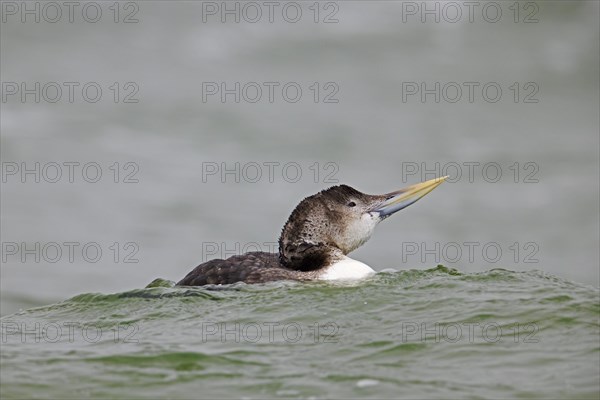 Yellow-billed loon