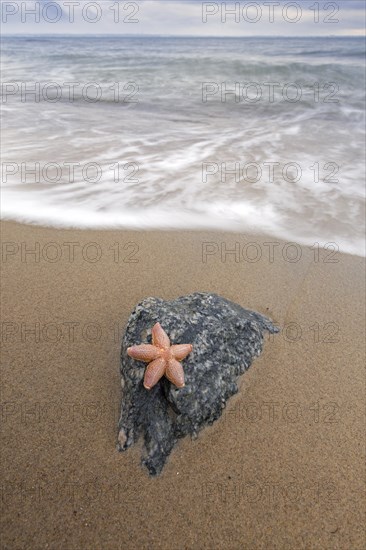 Dead common starfish