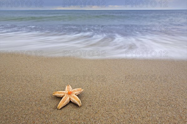 Dead common starfish