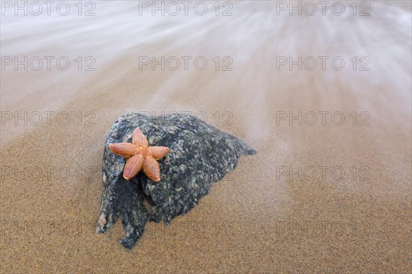 Dead common starfish