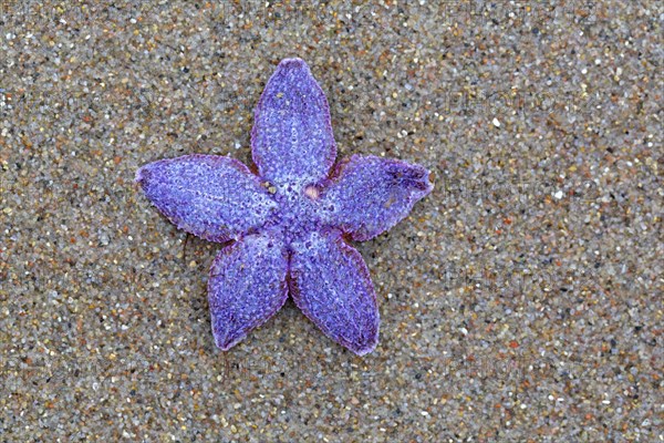 Dead purple common starfish