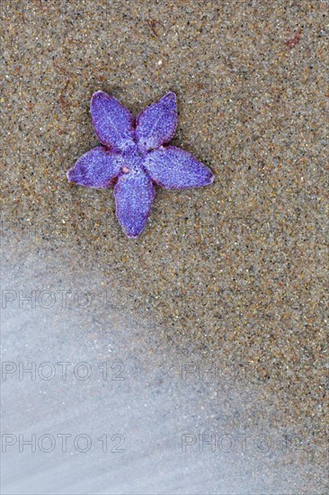 Dead purple common starfish