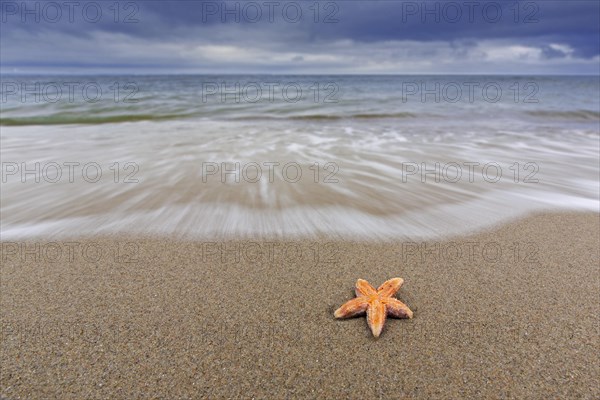 Dead common starfish