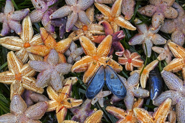 Mass stranding of dead common starfishes