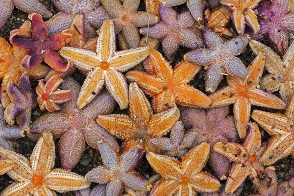 Mass stranding of dead common starfishes