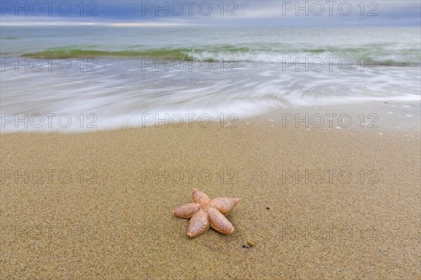 Dead common starfish