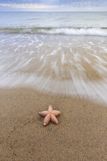 Dead common starfish