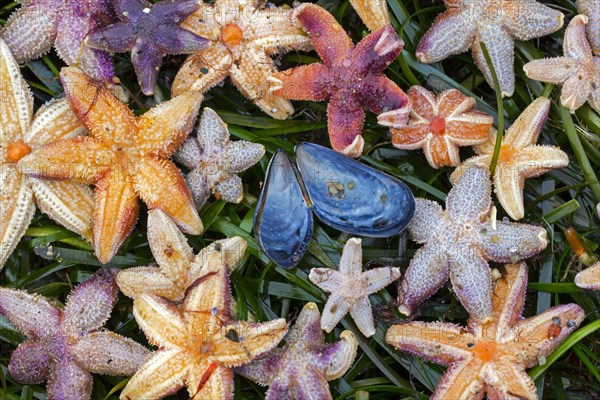 Mass stranding of dead common starfishes