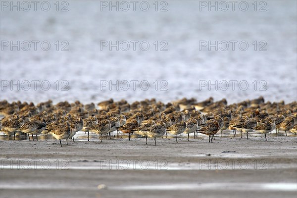 Bar-tailed Godwit